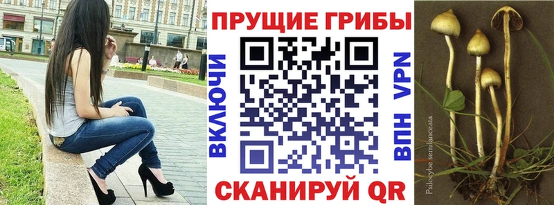 Псилоцибиновые грибы Cubensis  Карачев 